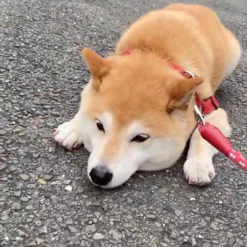 柴犬 散歩 拒否