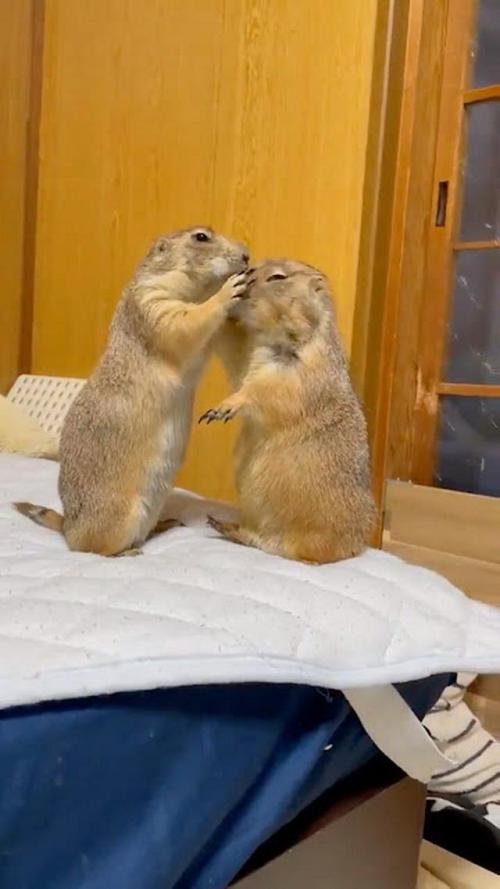 じゃれあっている2匹のプレーリードッグ