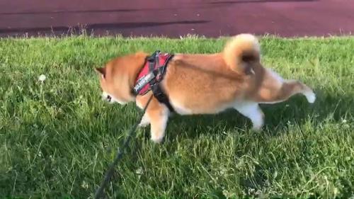 後ろを蹴っている柴犬