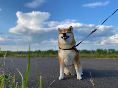 道でお座りしている柴犬