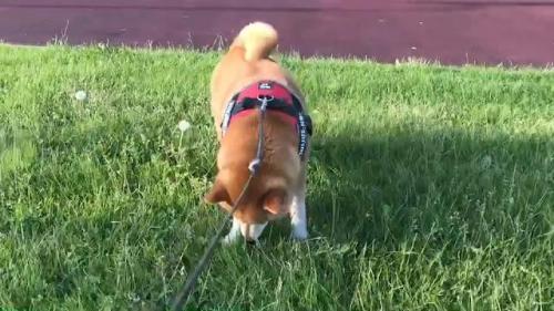 草の匂いを嗅いでいる柴犬