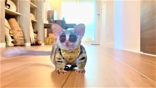 ショウガラゴ　跳ぶ