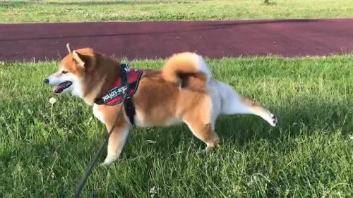 後ろを蹴っている柴犬