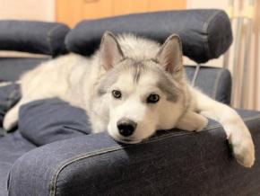 初めて見る雪に興味津々♪お散歩しながら雪をパクパク食べちゃうハスキー犬が話題！