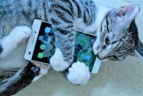 愛猫を見てたらいつの間にか休日が終わってた…。猫飼いさんの【休日あるある】が最高すぎる