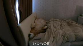 ママの呼びかけにも無反応…。起きるのが苦手なゴールデンちゃんに爆笑