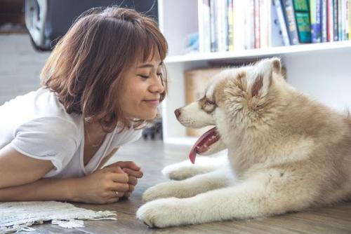 飼い主と顔を合わせる犬