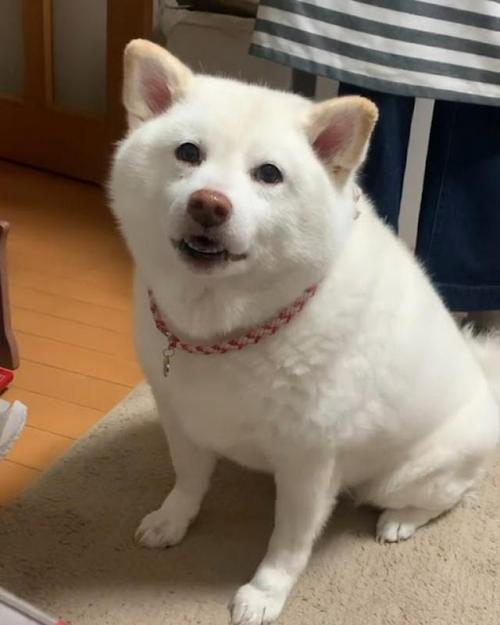 お座りしながら鳴いている白柴