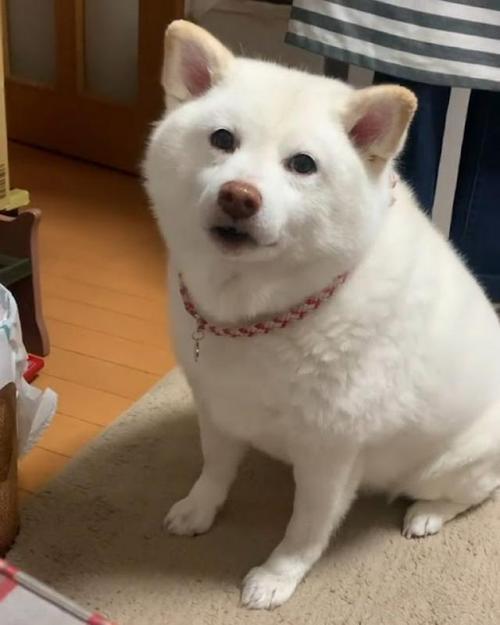 お座りしながら鳴いている白柴