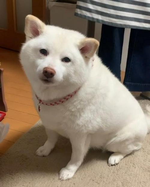 お座りしている白柴