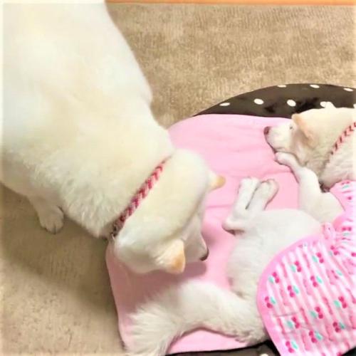 犬 親子