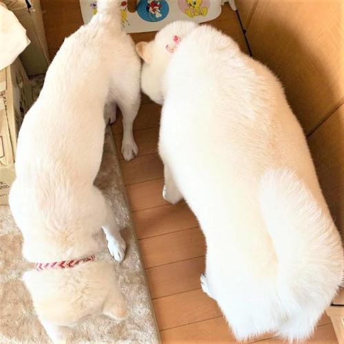 犬 親子