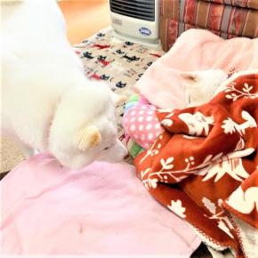 「無理してない？」ママ犬を心配して昼夜問わず健康チェックする白柴ちゃんに感動！