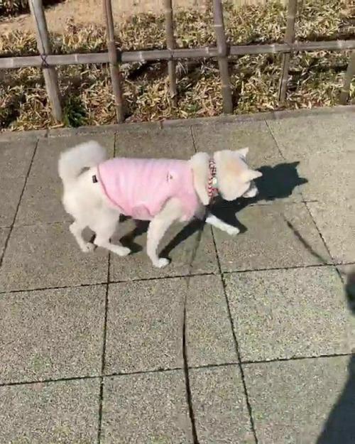 散歩を楽しむ白柴