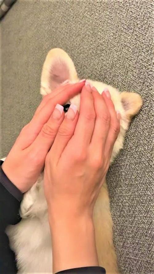 犬 遊ぶ