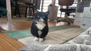 【悶絶必至】控えめな声で飼い主に訴え続ける猫くん。おっとり雰囲気に癒されること間違いなし