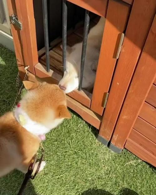 においを確かめ合う豆柴