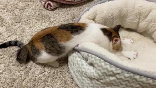 フミフミする猫