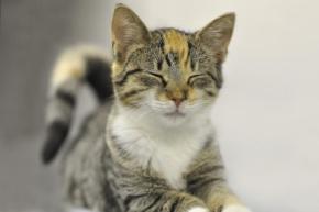 猫は無表情ではない！飼い主にはわかる愛猫のちょっとした表情の変化