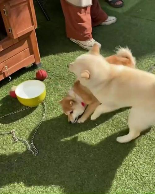 じゃれ合う豆柴