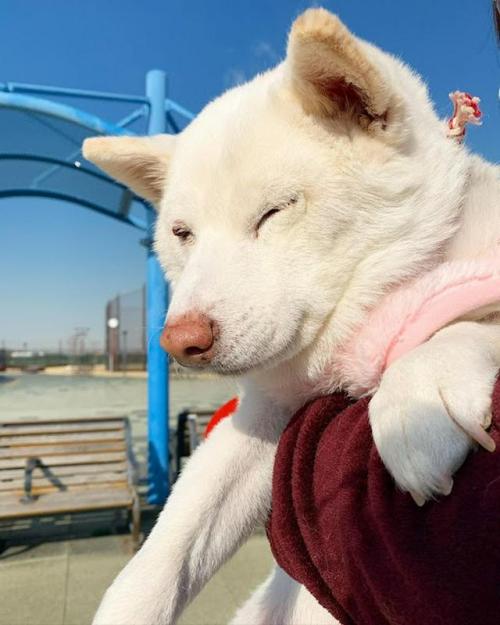 抱っこしてもらう白柴