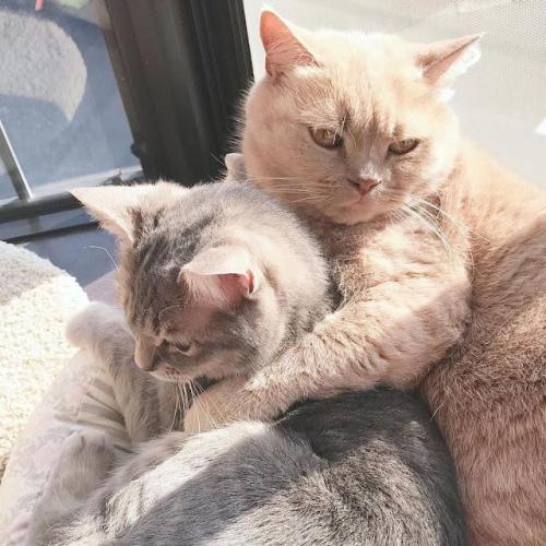 寄り添っている2匹の猫