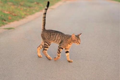 しっぽを上げて歩いているキジトラの猫