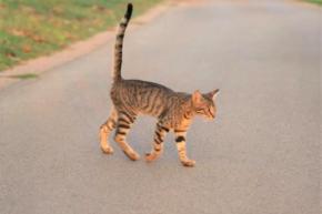 愛猫がしっぽを上げて歩いているのはどうして!?それは構ってほしい合図だった