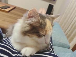 【猫の液体説】ってこういうことなのか？遊んでたら水に擬態し始めちゃったニャンコの姿に爆笑！
