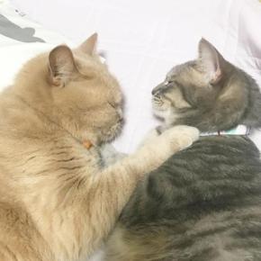 「兄ちゃんに話してごらん？」弟猫の悩みを聞いてくれる兄猫が優しくて頼もしい!!