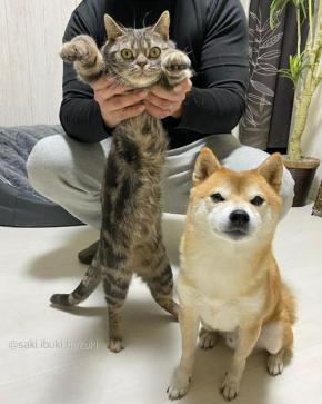 びよ～んと伸びる弟猫と一緒に写りたい兄犬。ふたりは仲良しの最強コンビ!!