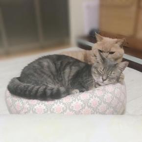 ちょっと狭いけど…。1つのベッドにギュウギュウになって寝る兄弟猫が可愛すぎ♪