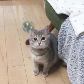 大好きなボールを追いかけて首をフリフリ♪あどけない表情の猫くんが超絶かわいい♪