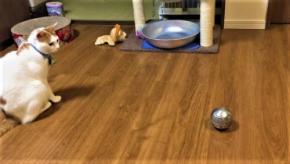 後ろ足で器用におもちゃをフミフミ…新しいおもちゃのチェックは怠らない猫のむぎちゃん