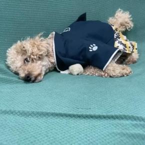 袴姿でカッコよくキメたトイプーのチャチャ丸くん。でも…『眠いから撮影は後にして』