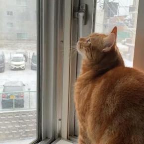 「虫さんがいっぱいいるニャ！」雪を虫と勘違いして大興奮しちゃうニャンコが可愛い