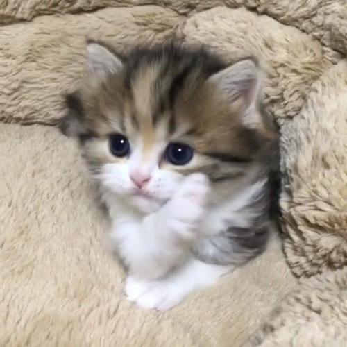 子猫