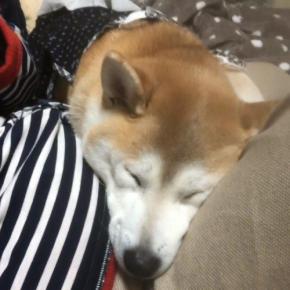 このフィット感がいいんだワン♪イスの隙間にハマってうたた寝するこなつちゃん