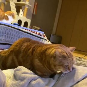 見られると恥ずかしいから…。背後にいる妹バレないようにこっそりフミフミする兄猫