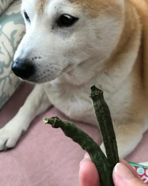 オクラと柴犬