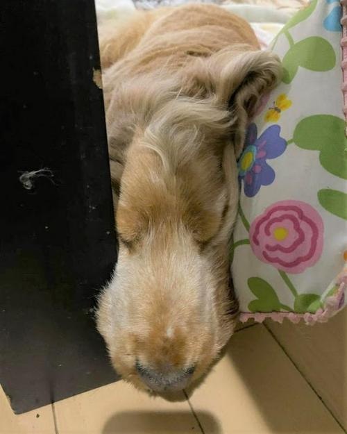 犬 寝る