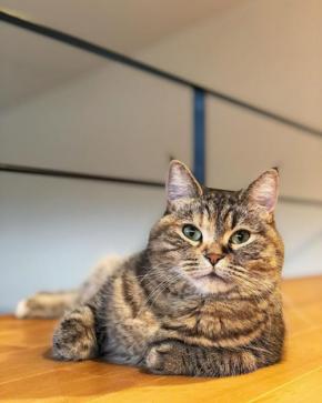 「むぅちゃん、そこで寝ないでぇーー！」ロフトの端っこでくつろぐ猫ちゃんにひやひや