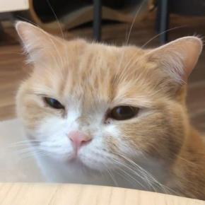 ちっちゃな声で「ニャッ♪」お返事上手なうにちゃんの朝のご挨拶が可愛すぎる