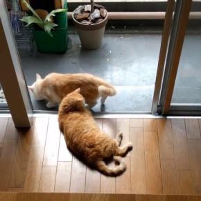 「やめたほうがいいわよ」雨上がりの庭に行こうとする兄猫をそっと引き止める妹猫。