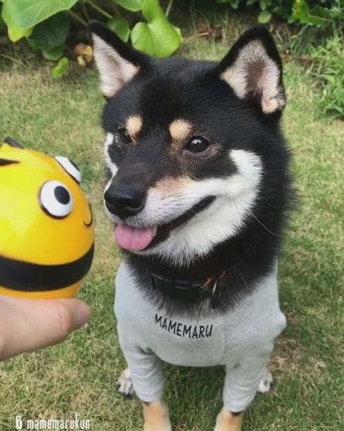 犬　おもちゃ