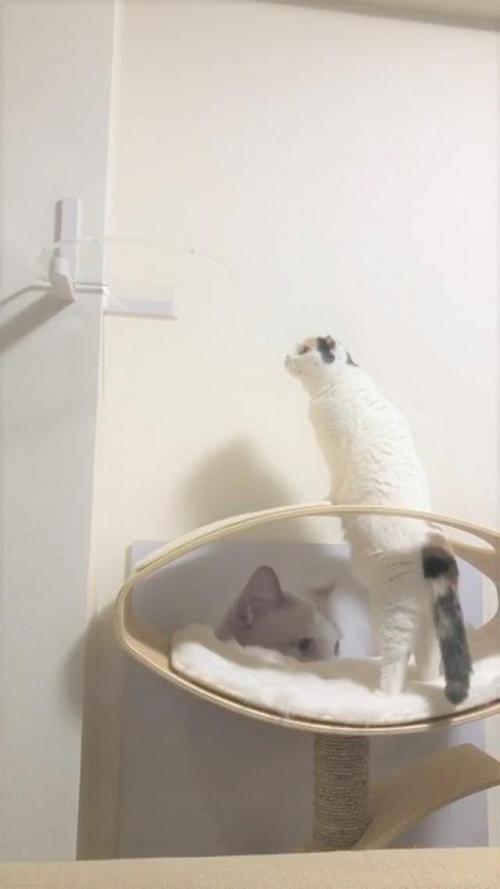 猫 チェック