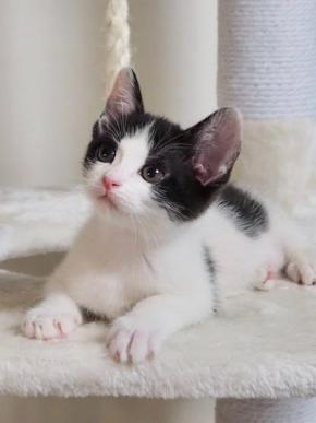 ハチワレ具合がそっくり！子猫時代のごま姉妹の可愛さに胸キュンが止まらない!!