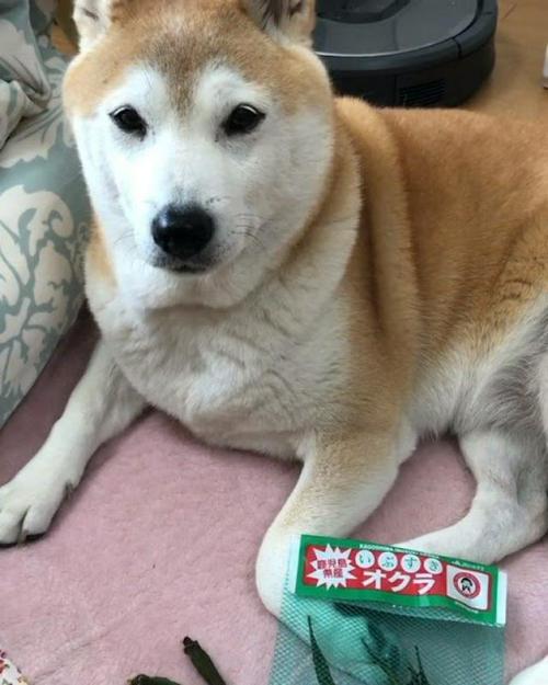 オクラと柴犬