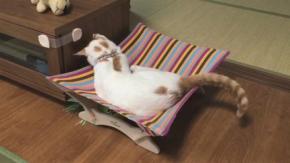 すき間でブンブンうなるおもちゃが気になって仕方ない！上手に一人遊びする猫ちゃん