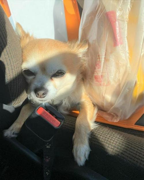 犬　ぬくぬく